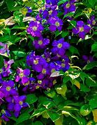Image result for Purple Clematis Flower