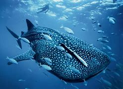 Image result for Whale Shark iPhone Wallpaper