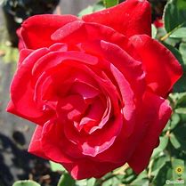 Image result for Rosa Dame de Coeur