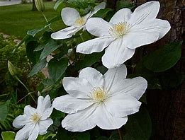 Image result for Clematis Candida