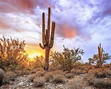 Image result for Sonoran Desert AZ