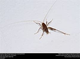 Image result for Cave Cricket Breeding