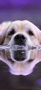 Image result for Dog iPhone HD Wallpapers