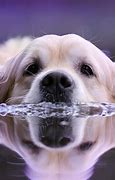 Image result for iPhone Dog Zzz