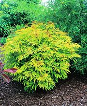 Image result for Sambucus racemosa Welsh Gold