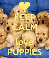 Image result for Keep Calm and Love Your Tabby
