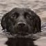 Image result for Black Lab iPhone Case