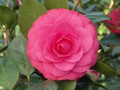 Image result for camelia flowers