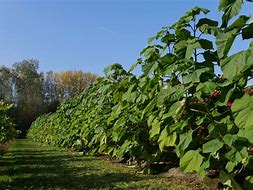 Image result for Paulownia fortunei Minfast