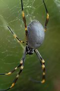 Image result for Male in Giant Spider Web