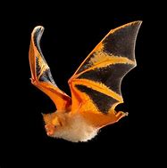 Image result for Painted Bat Bastar