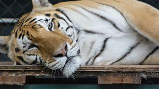 Image result for Tigers Mourning Death