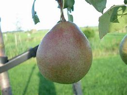 Image result for Pyrus communis Saint Remy