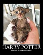 Image result for Funny Harry Potter Cat Memes