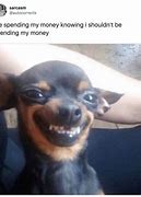 Image result for Chihuahua Funny Dog Face Meme