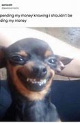 Image result for Crazy Chihuahua Meme