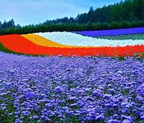 Image result for Furano Japan Flowers