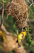 Image result for Weaver Bird Nest