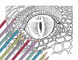 Image result for Dragon Eye Coloring