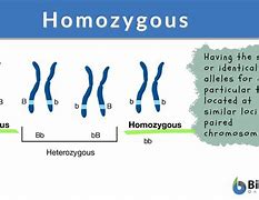 Image result for Homozygous Science