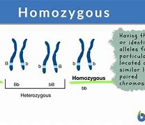 Image result for Homozygous Condition