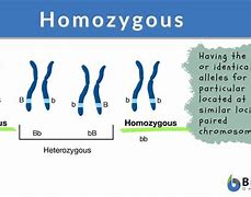 Image result for Homozygous A