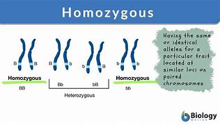Image result for What Is a Homozygous Genotype