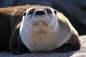 Image result for Adorable River Otter