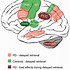Image result for Working Memory Brain