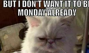 Image result for Happy Monday Memes Funny