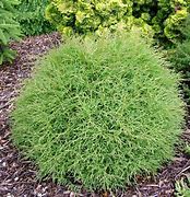 Image result for Thuja occidentalis Mr Bowling Ball