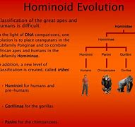 Image result for Hominina