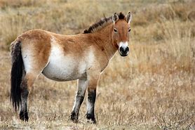 Image result for Endangered Horse Breeds