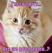Image result for Sorry Lolcat