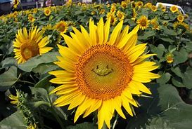 Image result for Smiling Sunflower