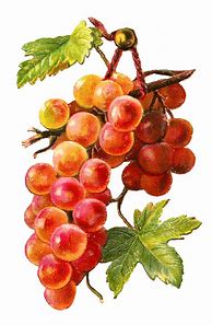 Image result for Retro Grape 5s