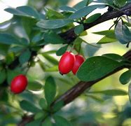 Image result for Berberry