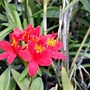 Image result for exotic orchids