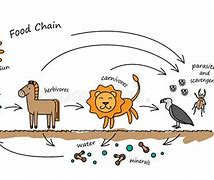 Image result for Funny Food Chain Meme