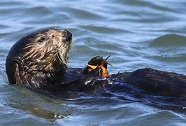 Image result for Sea Otters Appearence