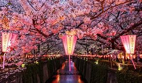 Image result for Cherry Blossom Time