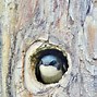 Image result for Nest in Tree