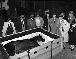 Image result for Secretariat Horse Funeral