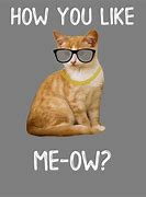 Image result for Funny Meow