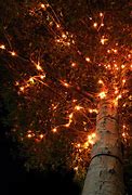 Image result for Halloween Tree Lights