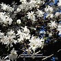 Image result for magnolia waterlily