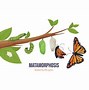 Image result for Insect Life Cycle Butterfly