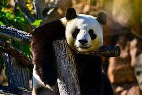 Image result for Giant panda Le Le