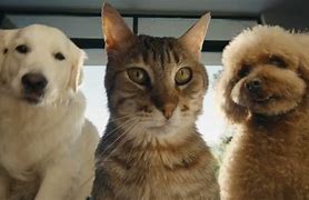 Image result for Samsung Galaxy Commercial with Kitten