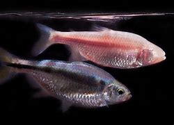 Image result for Mexiacan Cave Fish with No Eyes
